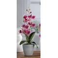 PIANTA ORCHIDEA 7 FIORI CON VASO D. 10 X H38 CM 4 COLORI ASS