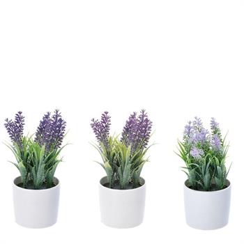 PIANTA LAVANDA CON VASO D.8XH18 CM 3 COLORI ASS