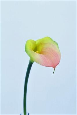 FIORE RAMO CALLA 78CM COLORE PINK GREEN