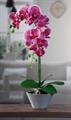 FIORE ORCHIDEA 12FIORI CON VASO D.12XH44CM 4COLORI ASS.