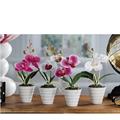 PIANTA ORCHIDEA 2 FIORI CON VASO D. 6,5 X H23 CM 4 COLORI AS