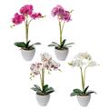 PIANTA ORCHIDEA 16 FIORI CON VASO H50 CM 4 COLORI ASS