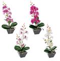 PIANTA ORCHIDEA 7 FIORI CON VASO H35 CM 4 COLORI ASS